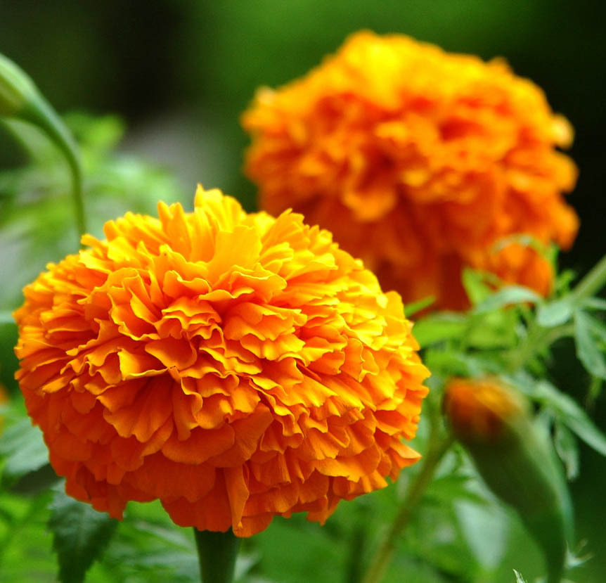 菊花图片
