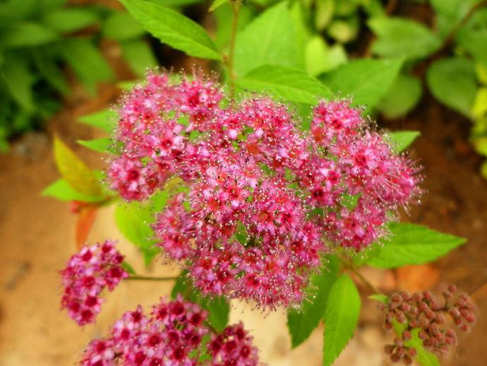 金焰绣线菊花图片  金焰绣线菊图片  金焰绣线菊植物图片图片