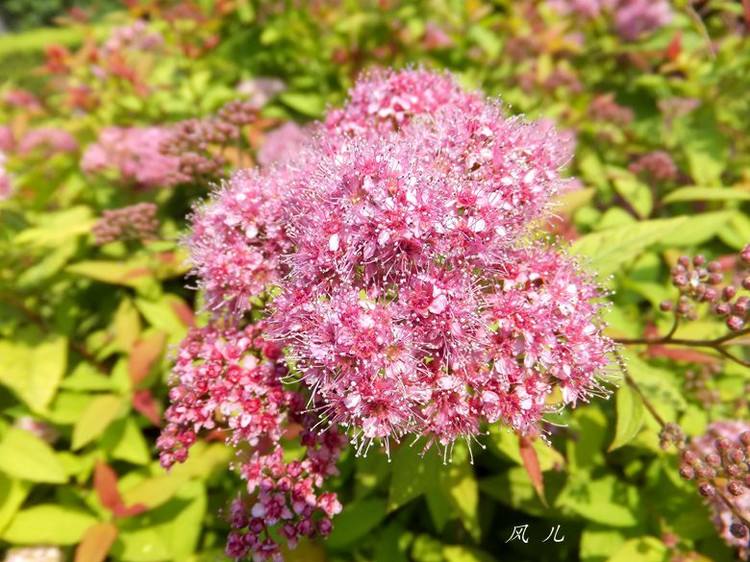 金焰绣线菊花图片  金焰绣线菊图片  金焰绣线菊植物图片图片