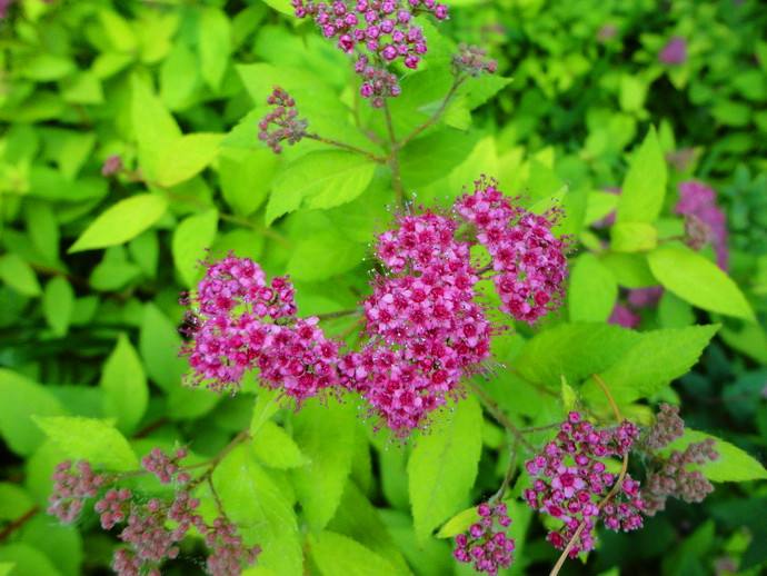 金焰绣线菊花图片  金焰绣线菊图片  金焰绣线菊植物图片图片