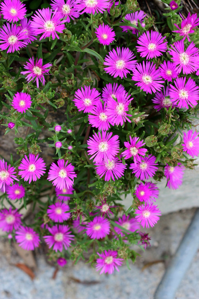 菊花图片