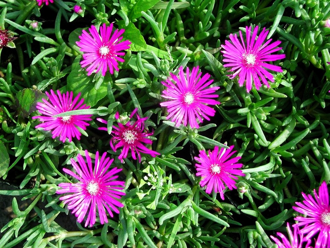 菊花图片