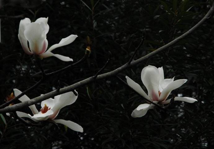 兰花图片