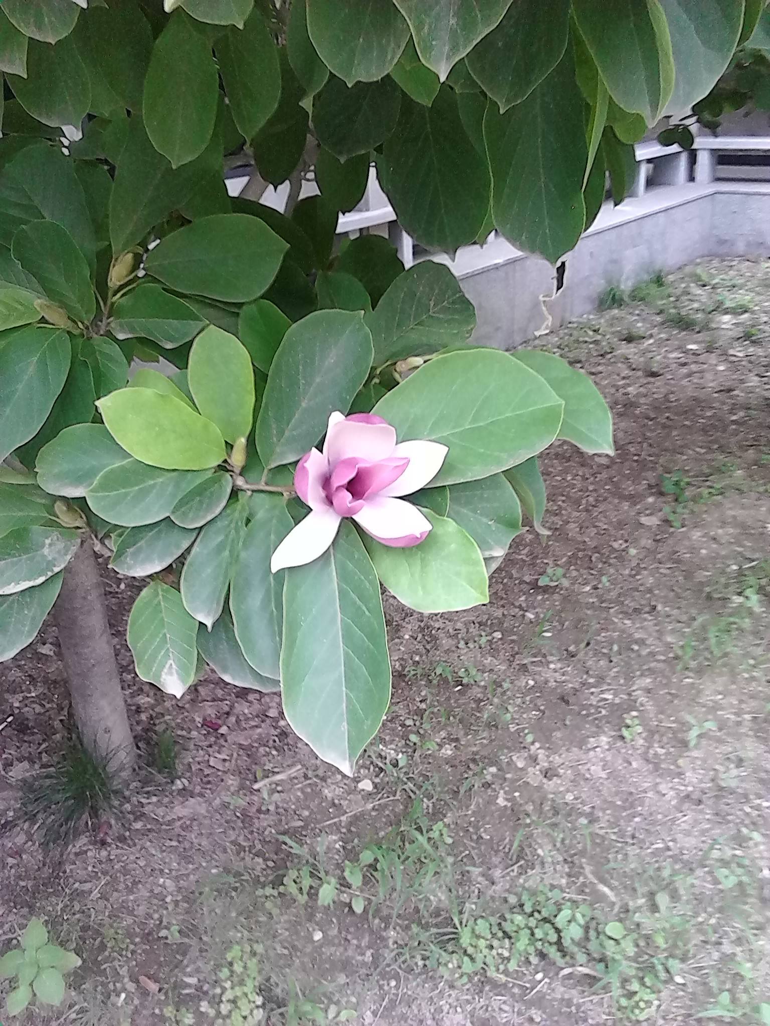 兰花图片