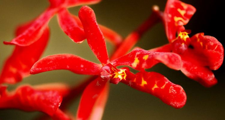 女生背部漂亮的不同颜色兰花纹身图案图片