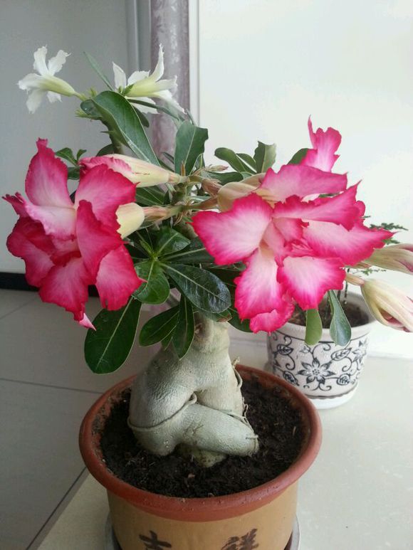 玫瑰花图片