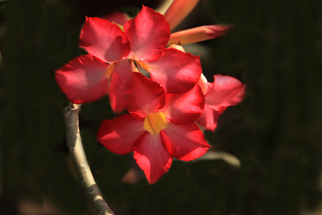 玫瑰花图片