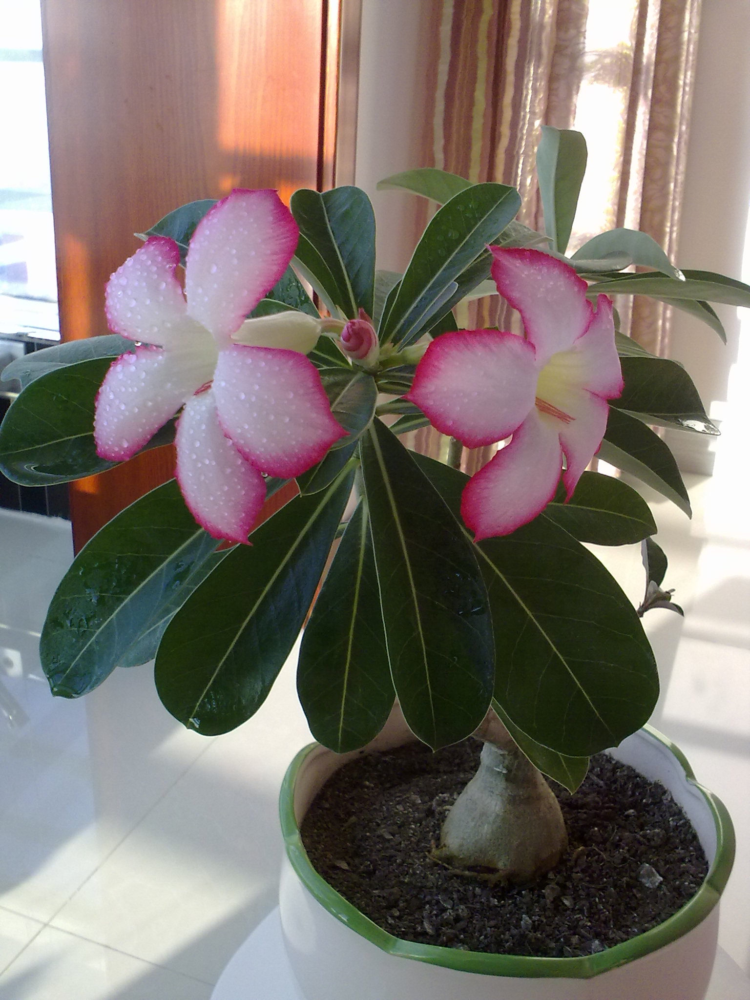 玫瑰花图片