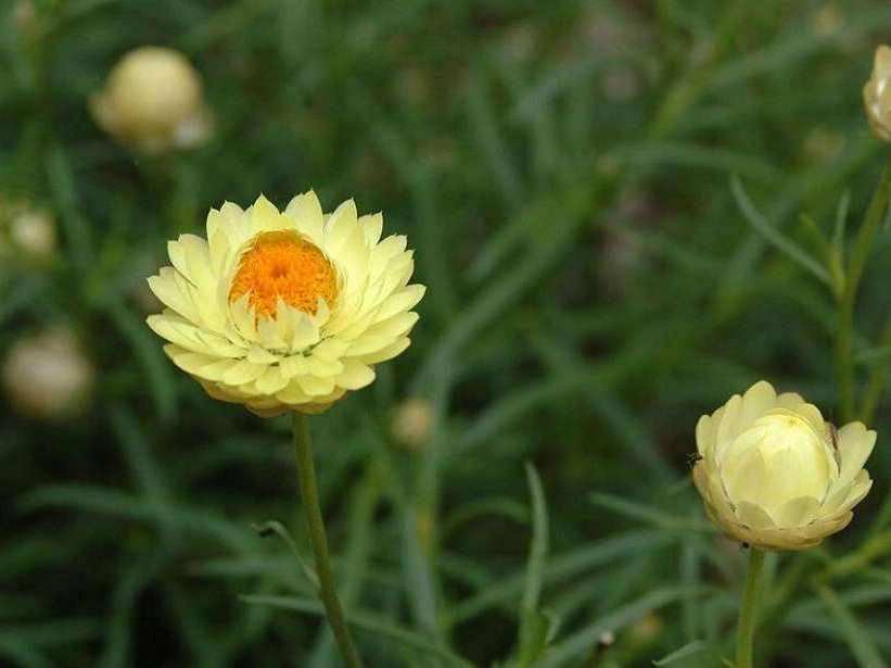 菊花图片