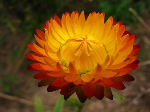 菊花图片