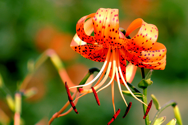 百合花图片
