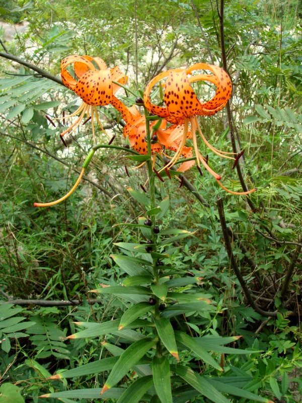 百合花图片