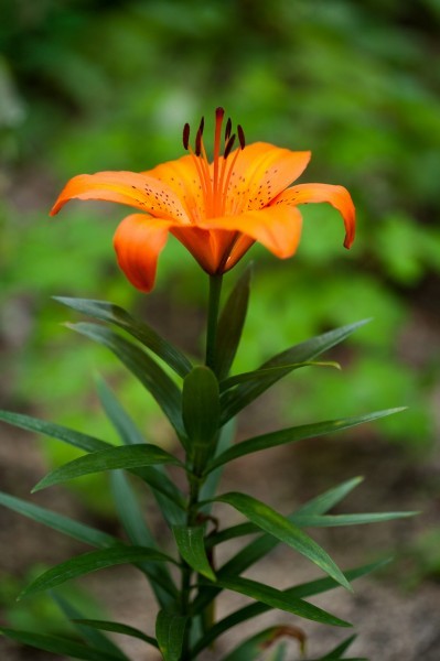 百合花图片