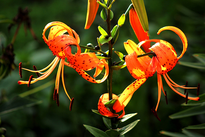 百合花图片