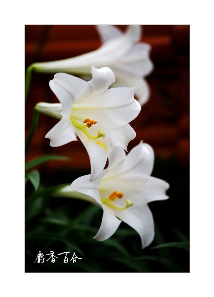 麝香百合花图片  麝香百合图片  麝香百合植物图片图片