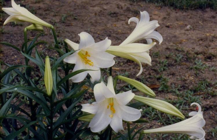 2017年7月淡雅百合花日历壁纸图片