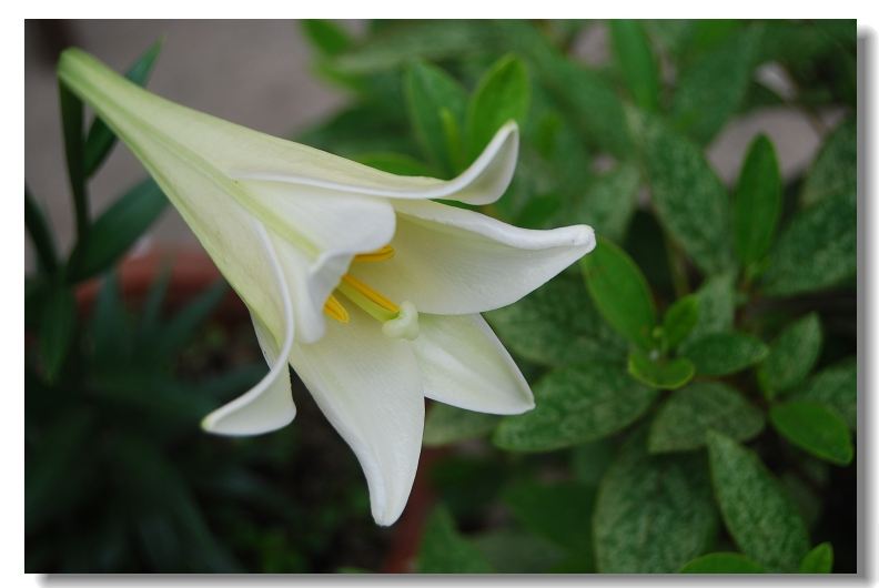 2017年7月淡雅百合花日历壁纸图片