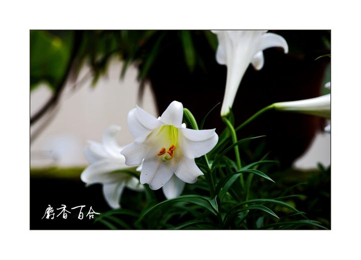 2017年7月淡雅百合花日历壁纸图片