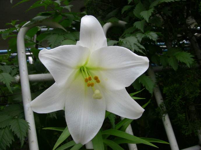 2017年7月淡雅百合花日历壁纸图片