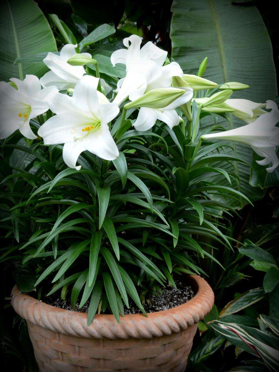 2017年7月淡雅百合花日历壁纸图片