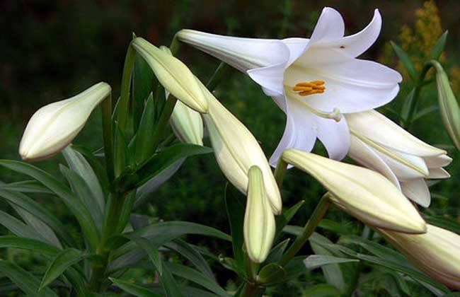 百合花图片