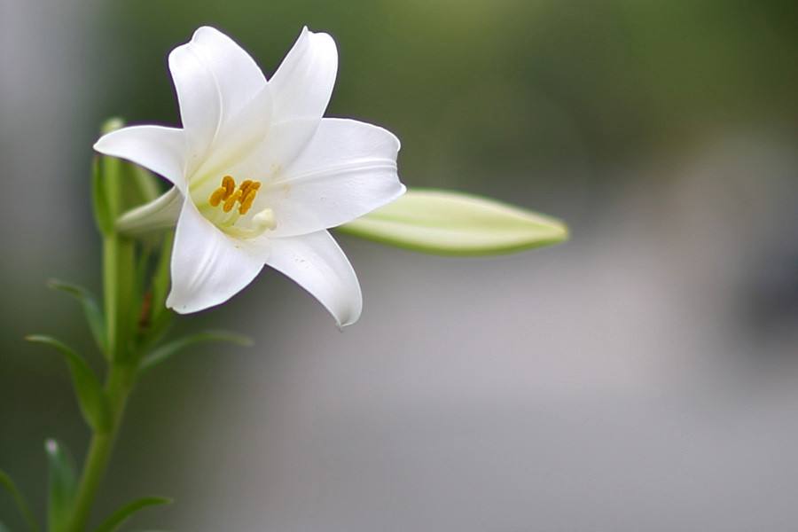 百合花图片