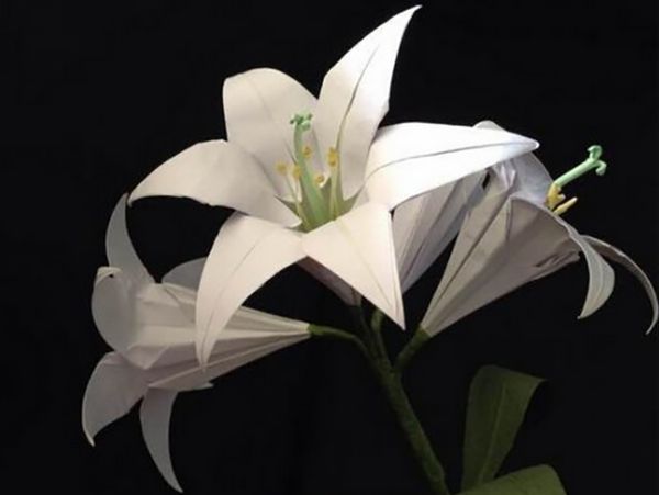 百合花图片