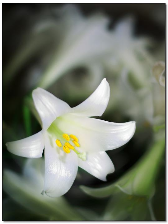 百合花图片