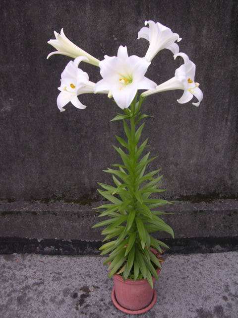 百合花图片