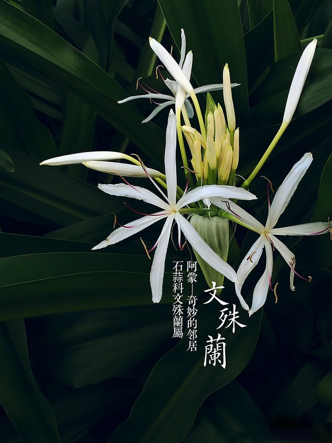 兰花图片