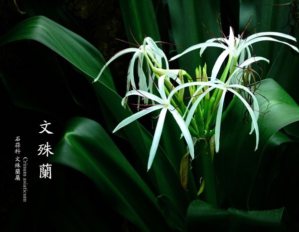 女生背部漂亮的不同颜色兰花纹身图案图片