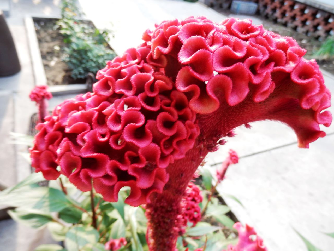 高清植物鲜花好看的鸡冠花图片图片