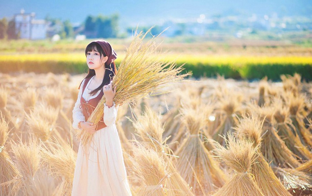 麦田图片