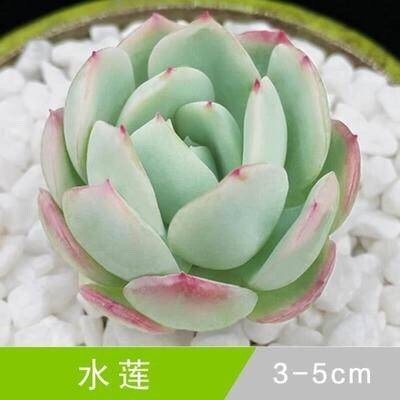 多肉植物图片