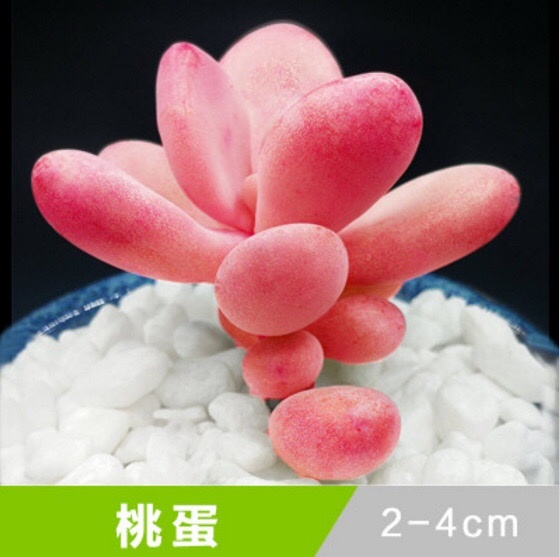 多肉植物图片