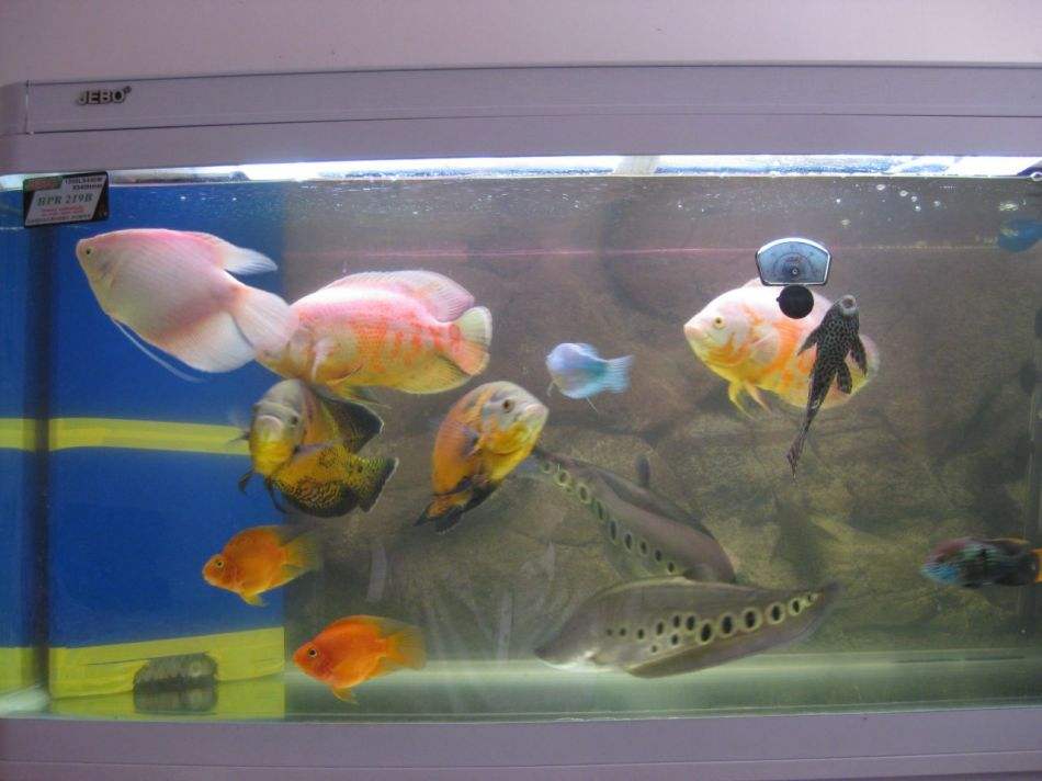 鱼图片图片