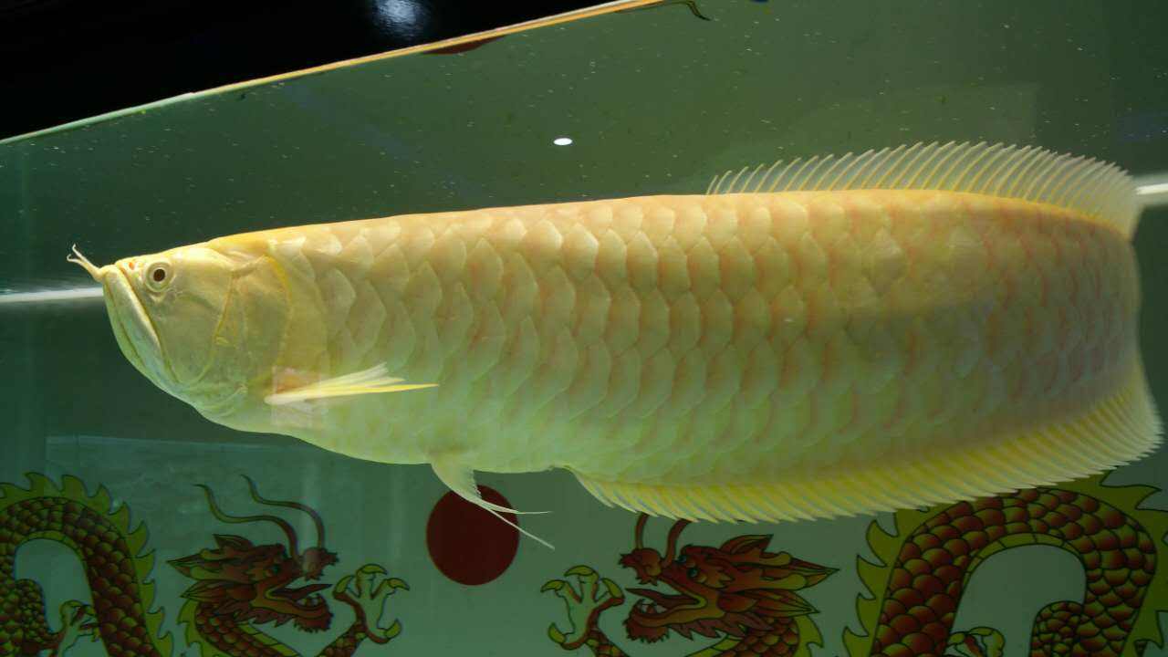 草莓鱼图片   观赏鱼图片图片