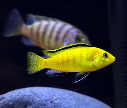 皇冠直升机鱼图片 观赏鱼图片图片