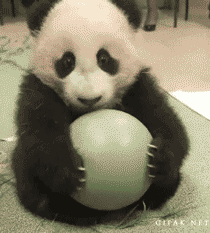 熊图片图片