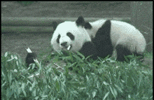 熊猫金馆长：信不信砍你图片