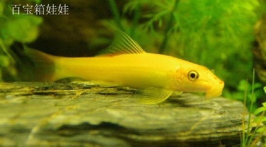 漂亮宝贝鳉鱼图片   观赏鱼漂亮宝贝鳉图片图片