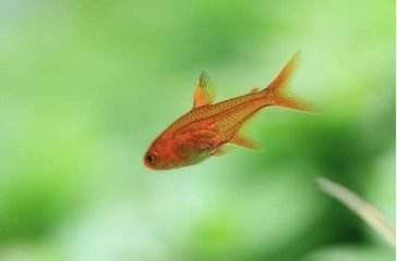 黑金红头鼠鱼图片  观赏鱼图片图片