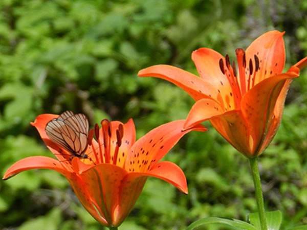 百合花图片
