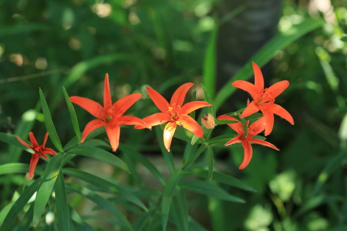 百合花图片