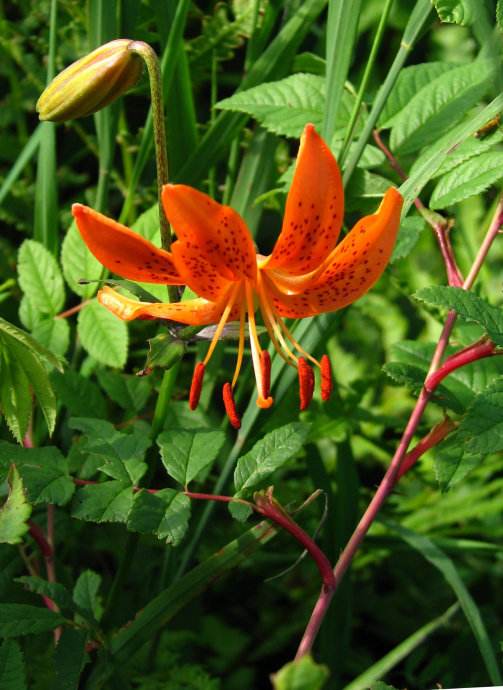 百合花图片