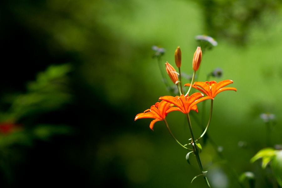 百合花图片