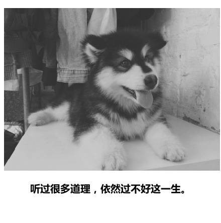 唯美暖心的文字语录图片图片