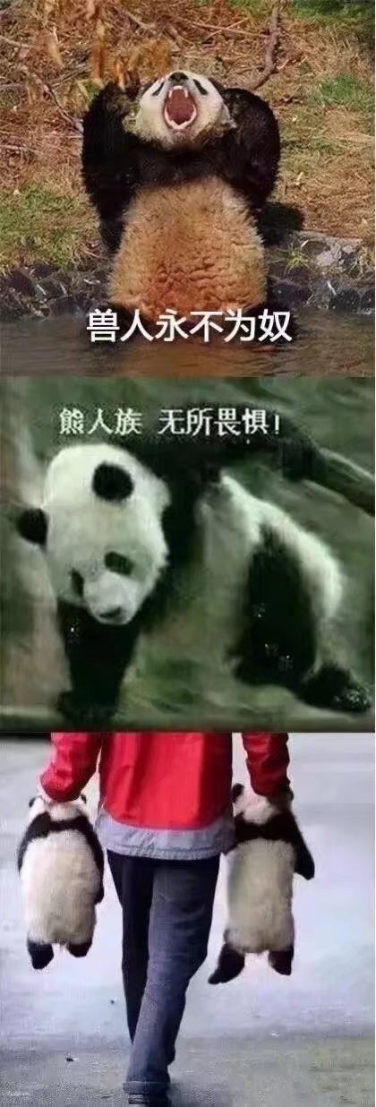 熊猫异形鱼图片 观赏鱼图片图片