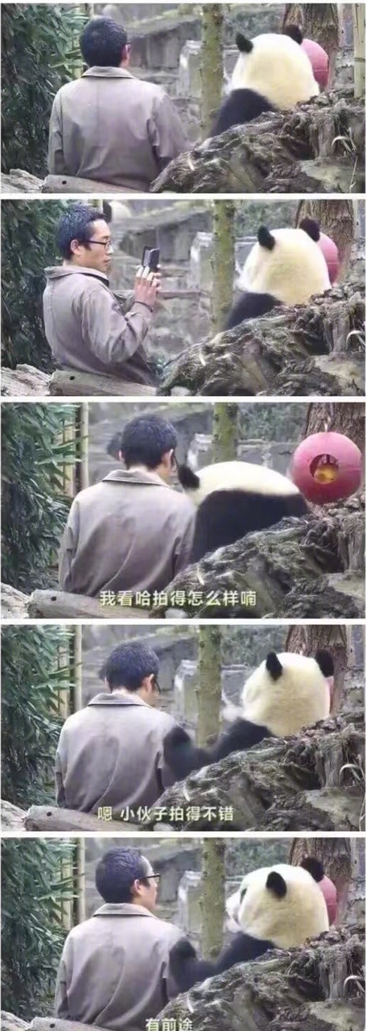 金馆长熊猫系列微信最新表情包 骚年来一发！图片