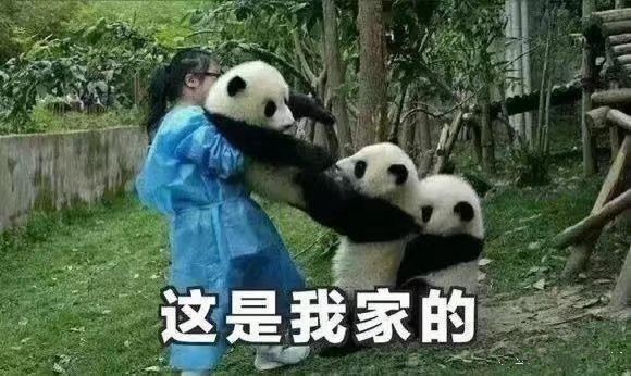金馆长熊猫系列微信最新表情包 骚年来一发！图片